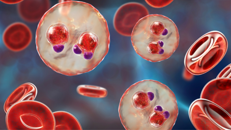 Cây Đỏ ngọn - vị thuốc thanh nhiệt hiệu quả 4