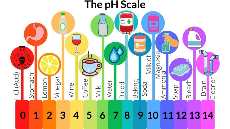 Độ pH trong cơ thể người: Bí quyết cân bằng độ pH từ bên trong 4