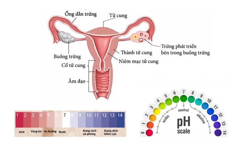 Độ pH âm đạo bình thường là bao nhiêu - Tìm hiểu ngay! 1
