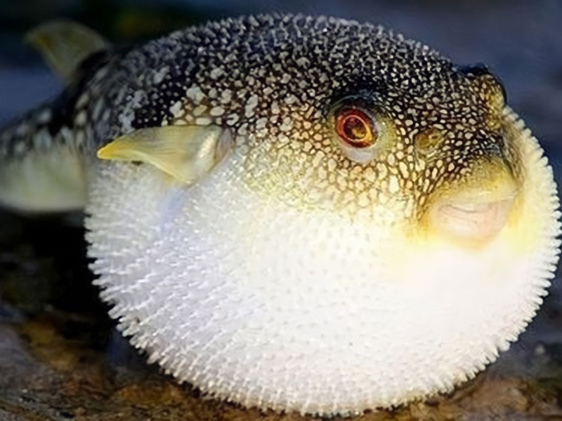 Độc cá nóc nguy hiểm như thế nào? Cách xử trí khi bị ngộ độc cá nóc 1