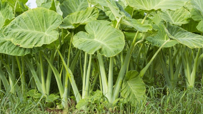 Dọc mùng bao nhiêu calo? Ăn dọc mùng có tốt không? 1