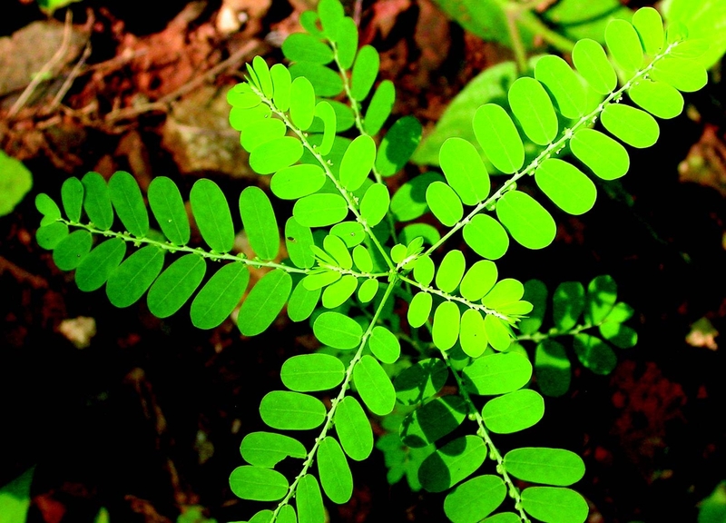 Đọc ngay 8 loại cây uống mát gan giải độc thơm ngon, hiệu quả! 5