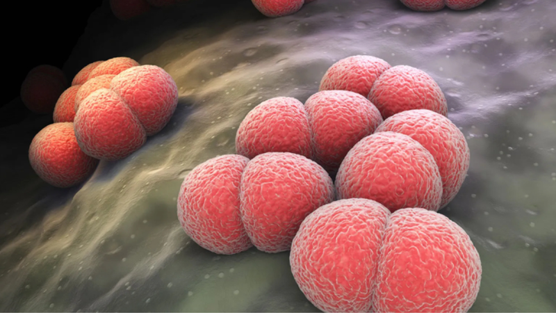 Đối tượng dễ mắc viêm não mô cầu nhất? 1