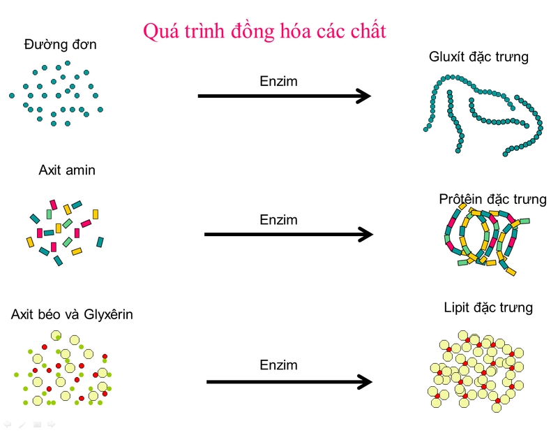 Quá trình đồng hóa