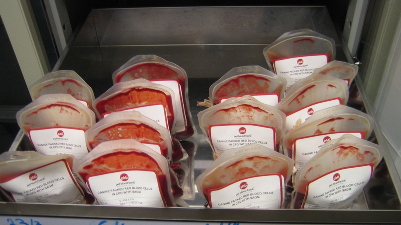 Đông lạnh hồng cầu có tác dụng gì 2