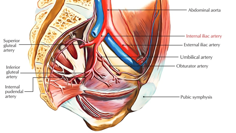 Động mạch chậu: Cấu trúc, chức năng và các bệnh lý thường gặp 1