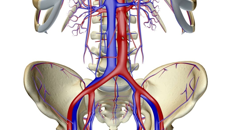Động mạch chậu: Cấu trúc, chức năng và các bệnh lý thường gặp