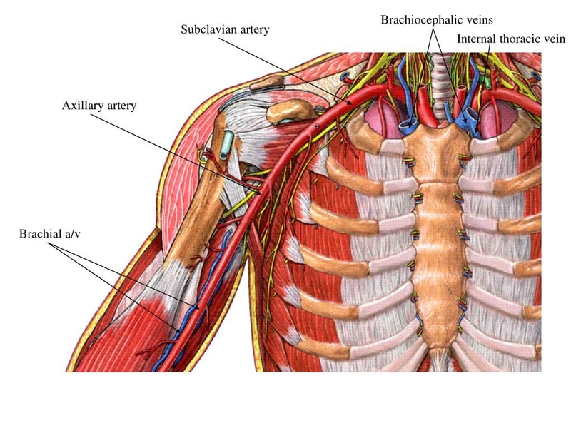 Động mạch dưới đòn: Nguyên ủy, đường đi và các nhánh mạch máu cung cấp vùng đầu, mặt, cổ 2
