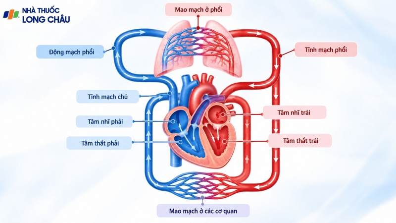 Chu trình vận chuyển máu giữa tim và phổi
