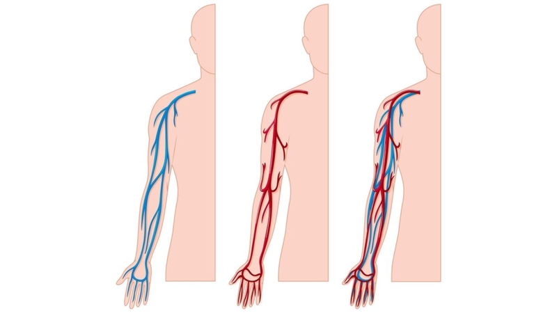 Động mạch trụ: Cấu trúc giải phẫu, chức năng và các bệnh lý liên quan 1