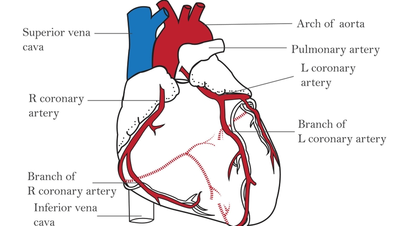 Động mạch vành là gì? Các căn bệnh liên quan đến động mạch vành 1