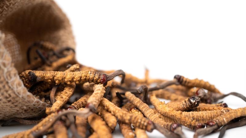 Đông trùng ha thảo bọ xít: Đặc điểm, thành phần và công dụng đối với sức khỏe 2