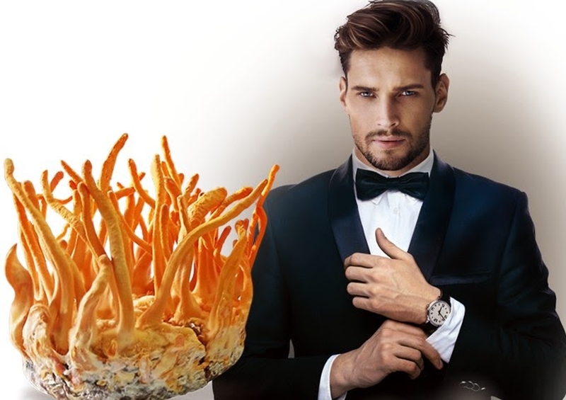 Đông trùng hạ thảo khô là gì? Công dụng và cách dùng hiệu quả