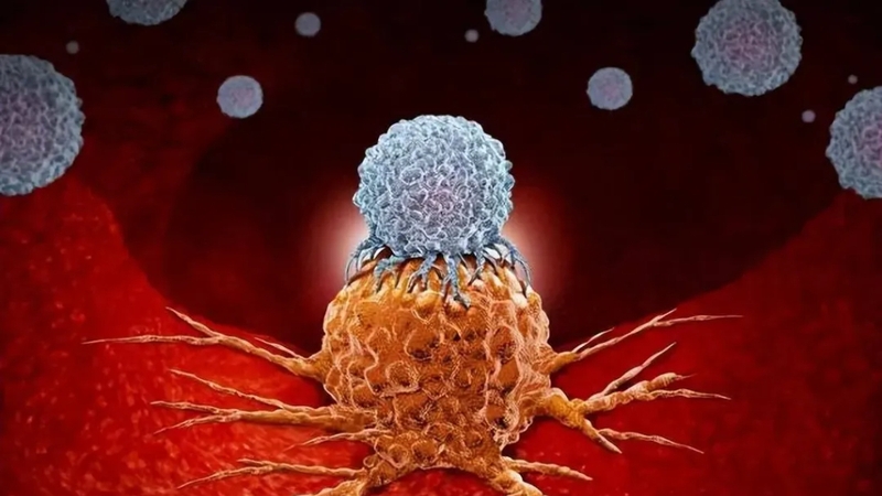 Đông trùng hạ thảo là gì? Công dụng và cách sử dụng 2