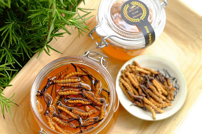 Đông trùng hạ thảo ngâm mật ong và những điều mà bạn nên biết 3