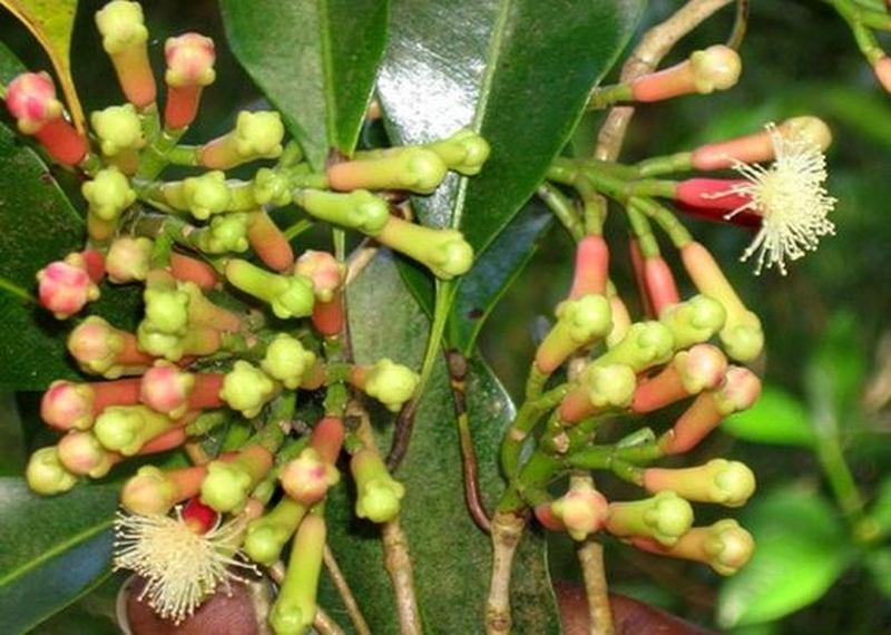 ​​​​​​​Đông y trị hôi miệng những mẹo hay từ chuyên gia 2