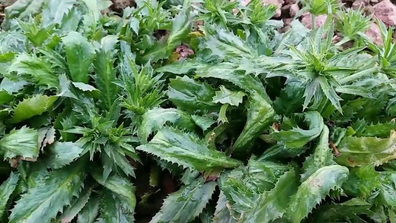 ​​​​​​​Đông y trị hôi miệng những mẹo hay từ chuyên gia 3