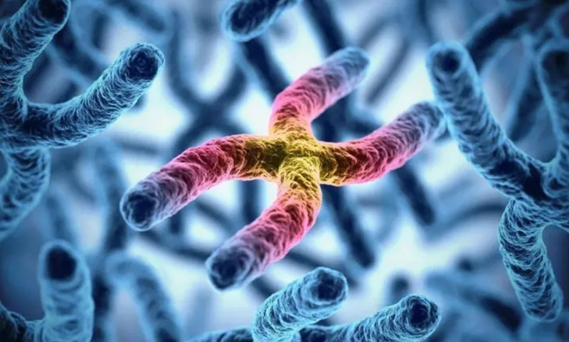 Đột biến lệch bội là hiện tượng thay đổi số lượng một hoặc một vài nhiễm sắc thể trong bộ nhiễm sắc thể của tế bào