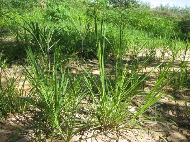 uống thuốc đau bụng kinh 3