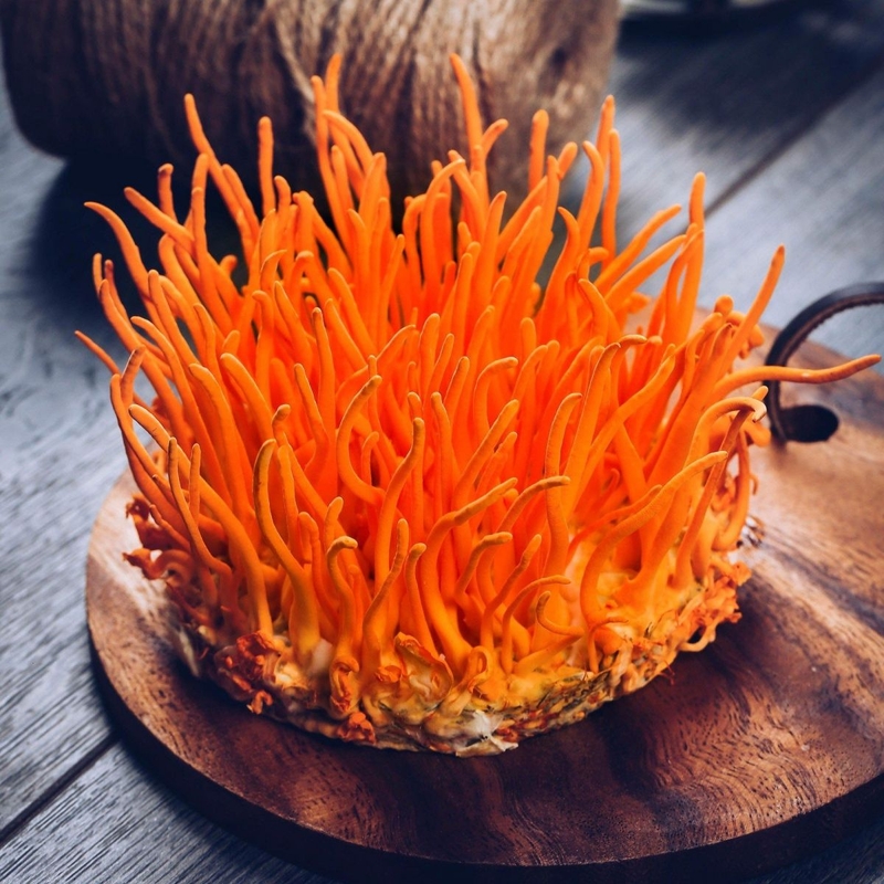 Những thông tin về đông trùng hạ thảo mà bạn nên biết 1