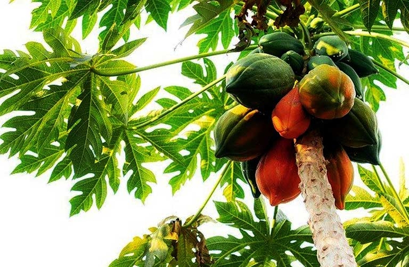 Chữa bệnh trĩ bằng đu đủ hiệu quả tại nhà 1