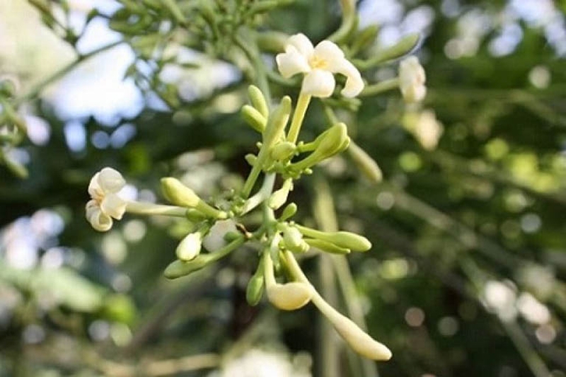 Chữa bệnh trĩ bằng đu đủ hiệu quả tại nhà 3