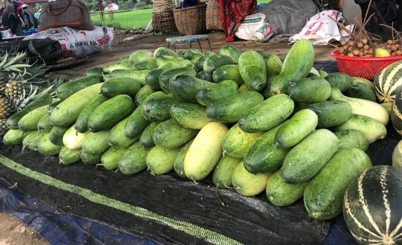 Dưa mèo: Thành phần dinh dưỡng và lợi ích sức khỏe bạn cần biết 4