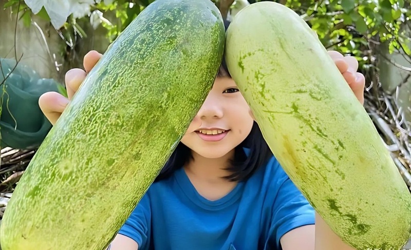 Dưa mèo: Thành phần dinh dưỡng và lợi ích sức khỏe bạn cần biết 1