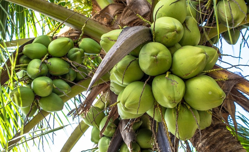 Khám phá thành phần dinh dưỡng và lợi ích sức khỏe từ trái dừa xiêm 1