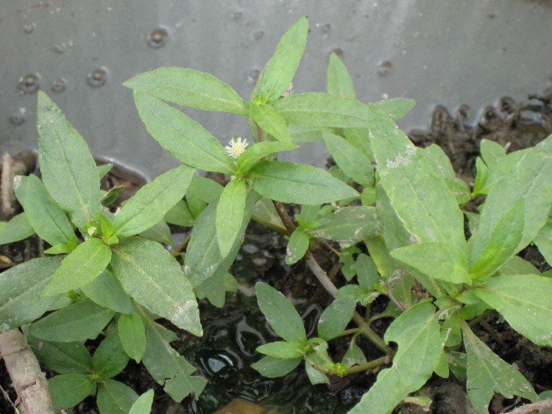 Dùng cây cỏ mực làm đẹp da đơn giản tại nhà 1