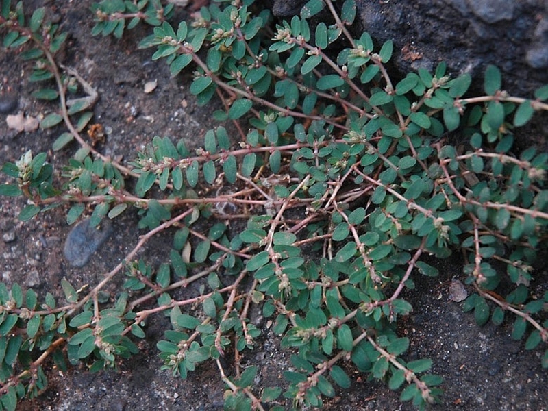 Dùng cây cỏ sữa trị tiêu chảy có tốt không 1