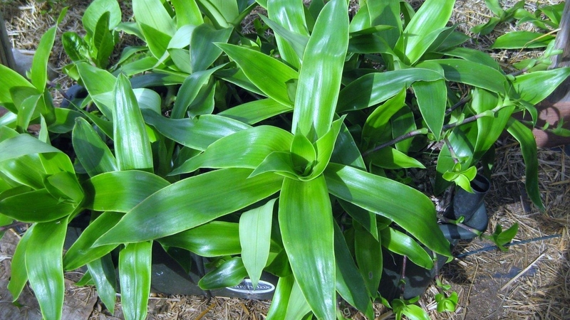 Dùng lá lược vàng trị ho như thế nào hiệu quả nhất? 1