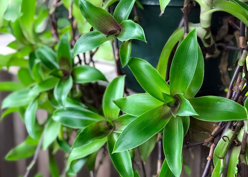 Dùng lá lược vàng trị ho như thế nào hiệu quả nhất? 2