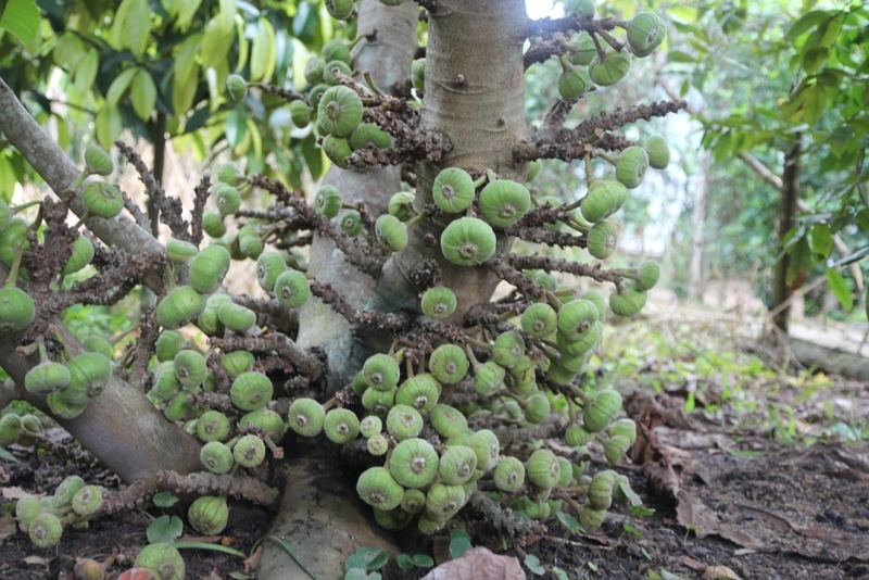 Dùng nhựa sung chữa quai bị vừa hiệu quả vừa lành tính​​​​​​​ 3