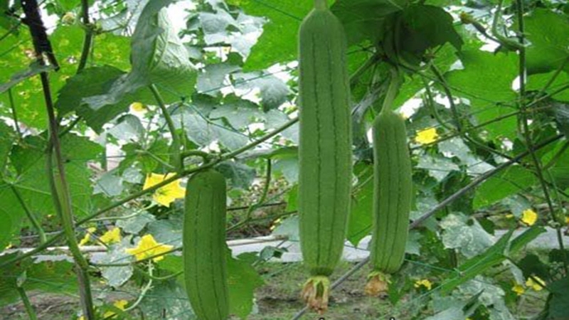 Dùng quả mướp chữa viêm xoang đơn giản mà siêu hiệu quả 1