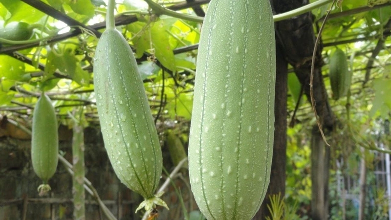 Dùng quả mướp chữa viêm xoang đơn giản mà siêu hiệu quả 2