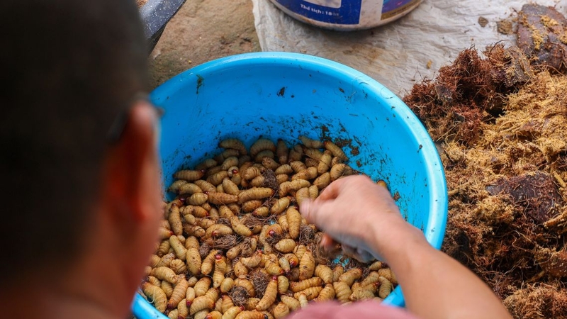 Đuông dừa là món ăn quen thuộc ở nhiều tỉnh miền Tây Nam Bộ