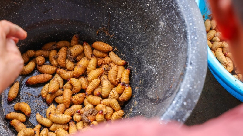 Nhiều người ngạc nhiên khi biết những lợi ích sức khỏe của đuông dừa