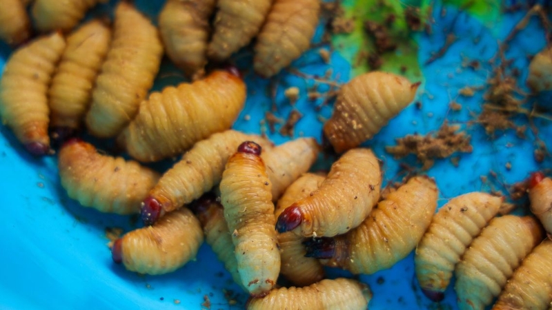 Ăn đuông dừa vẫn tiềm ẩn một số rủi ro nhất định