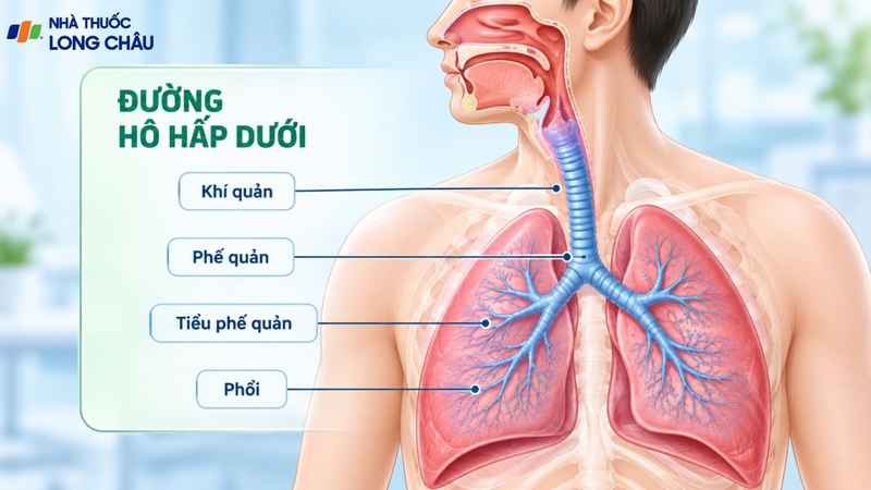 Đường hô hấp dưới gồm khí quản, phế quản và các cấu trúc hô hấp trong phổi