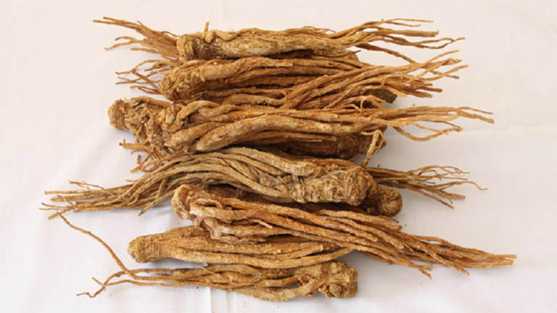 Cây đương quy thích hợp cho phụ nữ sau sinh, người thiếu máu, suy nhược cơ thể hoặc rối loạn kinh nguyệt