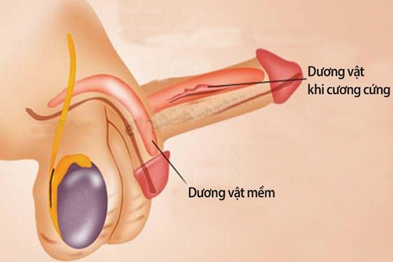 Một số đặc điểm về cấu tạo của dương vật ở nam giới. 1