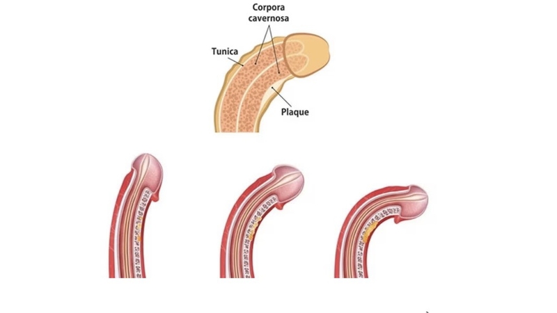 duong-vat-bao-nhieu-tuoi-thi-het-phat-trien-qua-trinh-phat-trien-cua-duong-vat 2