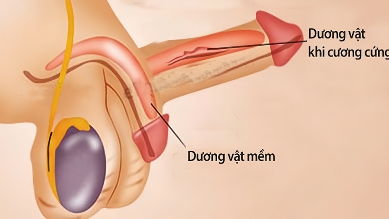 duong-vat-bao-nhieu-tuoi-thi-het-phat-trien-qua-trinh-phat-trien-cua-duong-vat 1