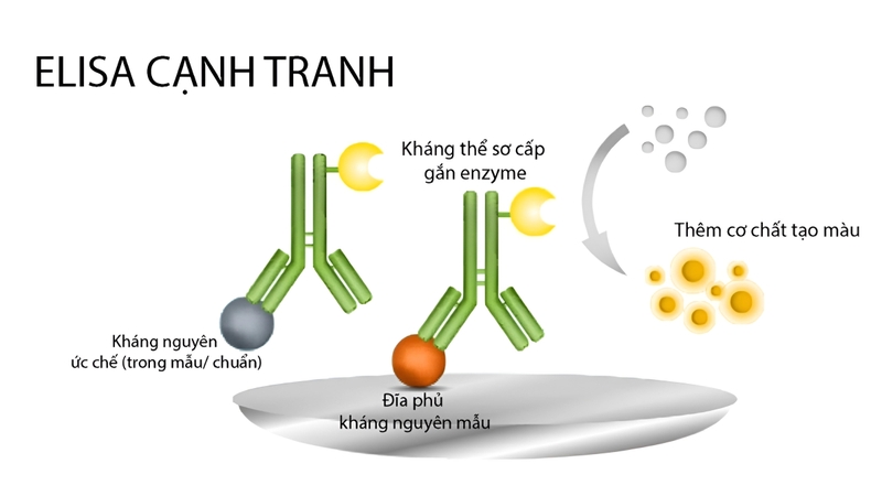 Elisa immunoassay là gì? Ứng dụng của elisa immunoassay trong y học? 2