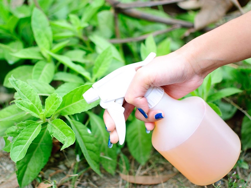 Emamectin benzoate là gì? Ngộ độc emamectin benzoate có triệu chứng gì?1