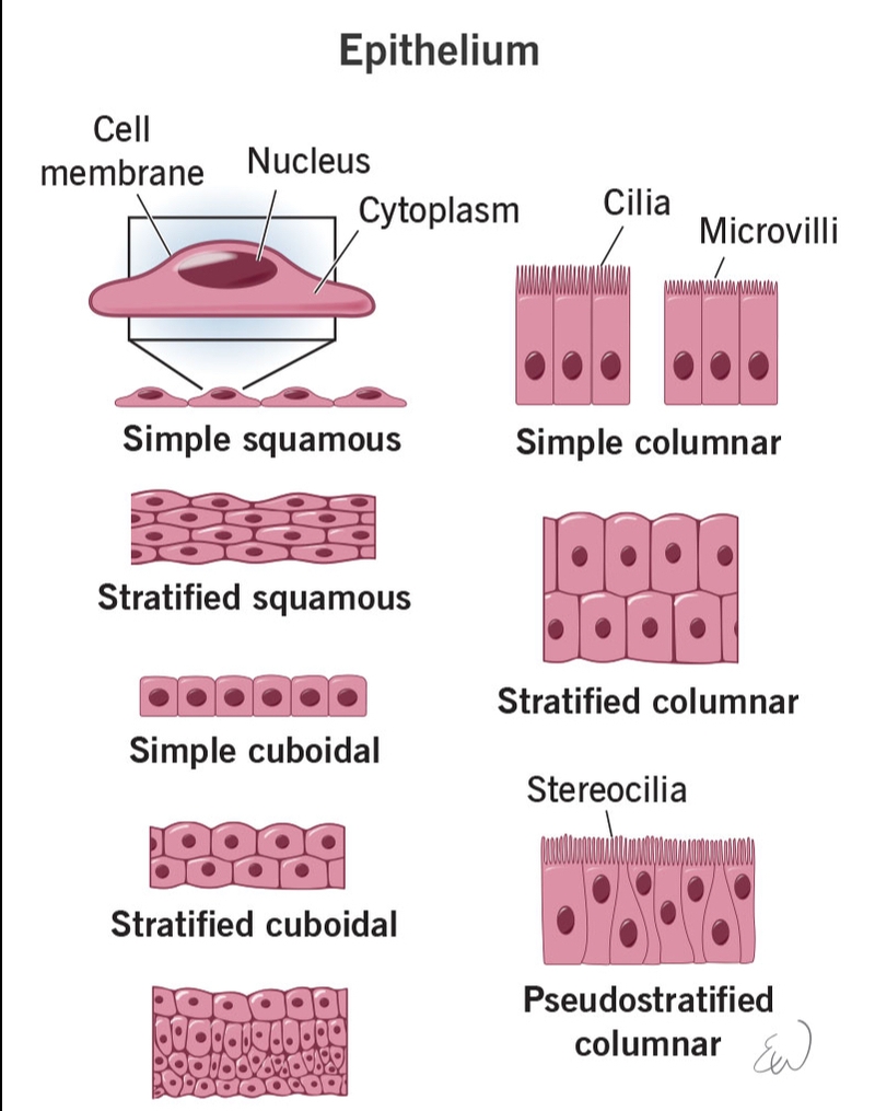 Epithelial cells là gì trong xét nghiệm nước tiểu?-3