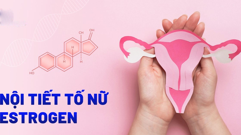 Estrogen và progesterone là gì? Vai trò của estrogen và progesterone đối với sức khỏe phụ nữ 3