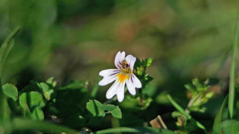 Các sản phẩm bổ sung chứa chiết xuất Eyebright thường dùng để hỗ trợ sức khỏe mắt