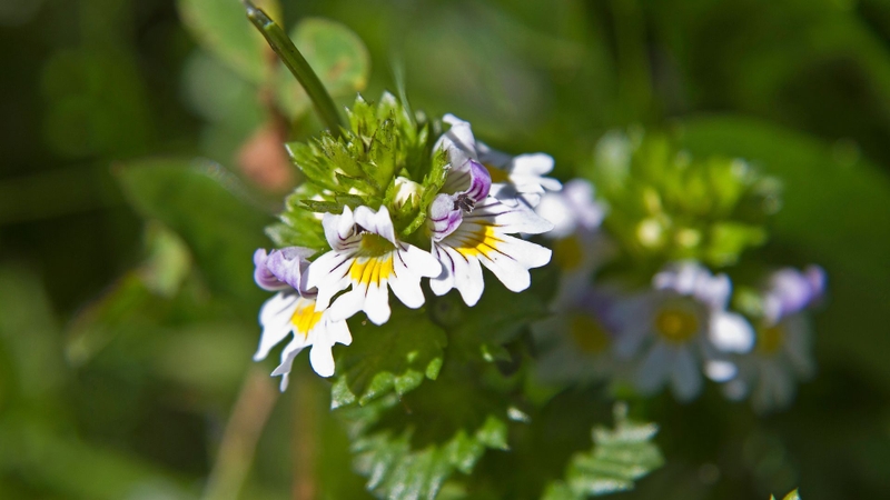 Eyebright có hoa nhỏ màu trắng hoặc tím nhạt, có vân tím và chấm vàng ở giữa